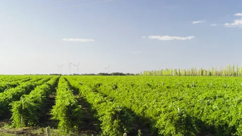 View in a green open field with several wind turbines spinning from the wind and Stock Footage 281291931
