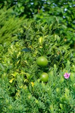 View on green oranges on a tree surrounded Stock Photos