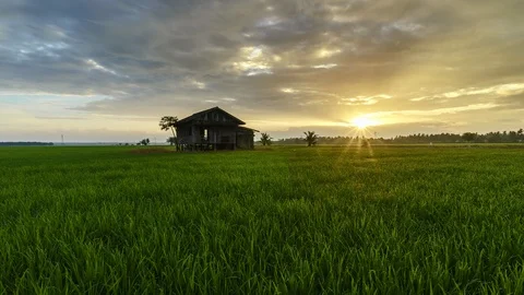 View of green paddy field and abandoned house, beautiful twilight timelapse Stock Footage 88068374