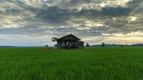 View of green paddy field and abandoned house, beautiful twilight timelapse Stock Footage 88087001