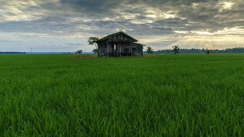 View of green paddy field and abandoned house, beautiful twilight timelapse Stock Footage 88088381