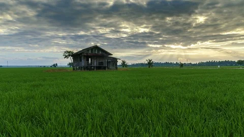 View of green paddy field and abandoned house, beautiful twilight timelapse Stock Footage 88089547