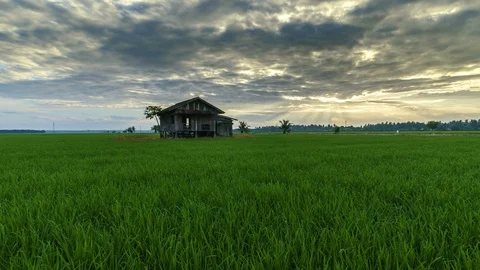 View of green paddy field and abandoned house, beautiful twilight timelapse Stock Footage 88090866