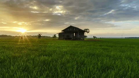View of green paddy field and abandoned house, beautiful twilight timelapse Stock Footage 88091008