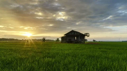 View of green paddy field and abandoned house, beautiful twilight timelapse Stock Footage 88093822