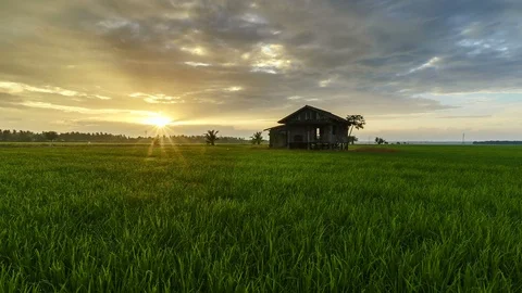 View of green paddy field and abandoned house, beautiful twilight timelapse Stock Footage 88100560