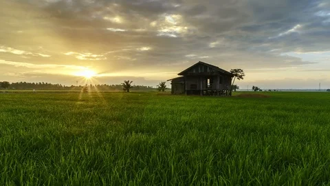 View of green paddy field and abandoned house, beautiful twilight timelapse Stock Footage 88102440