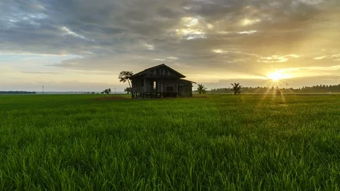 View of green paddy field and abandoned house, beautiful twilight timelapse Stock Footage 88104159