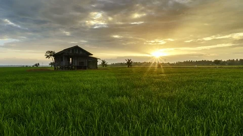 View of green paddy field and abandoned house, beautiful twilight timelapse Stock Footage 88104536