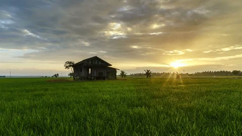 View of green paddy field and abandoned house, beautiful twilight timelapse Stock Footage 88108736
