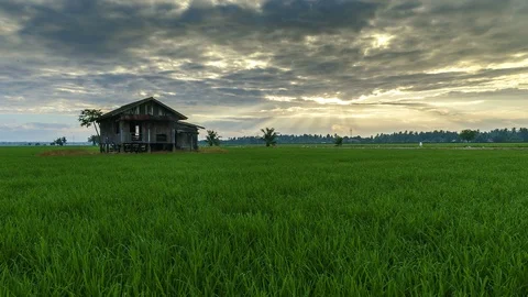 View of green paddy field and abandoned house, beautiful twilight timelapse Stock Footage 88111286