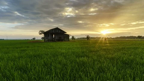 View of green paddy field and abandoned house, beautiful twilight timelapse Stock Footage 88112262