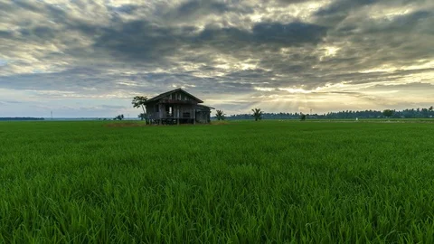 View of green paddy field and abandoned house, beautiful twilight timelapse Stock Footage 88113252