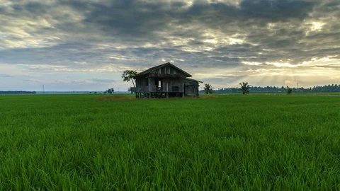 View of green paddy field and abandoned house, beautiful twilight timelapse Stock Footage 88113949