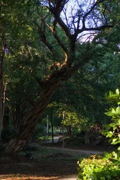 A view of a green park with large trees. Stock Photos