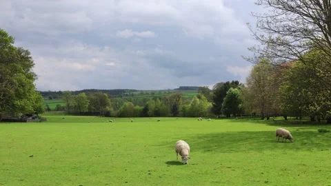 View of a Green Pasture With a Group of Sheep Stock Footage 246940617