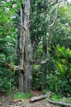 A view of a green perpendicular tree in summer forest park. Stock Photos