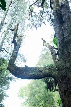 A view of a green perpendicular tree in summer forest park. Stock Photos