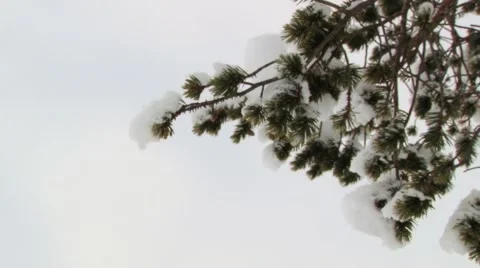 View to the green pine tree branch covered with snow in Saariselka, Finland. Stock Footage 61086200