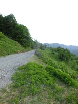 The view of the green place in spring Stock Photos