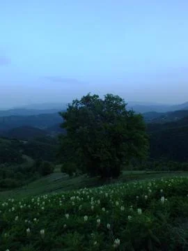 The view of the green place in spring Stock Photos