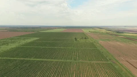 View of the green planted field Stock Footage 153027680