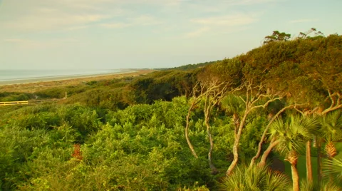 View of green plants and trees near sea Stock Footage 57814616