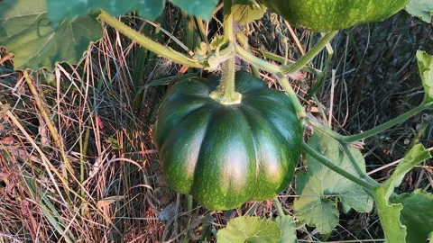 View of the green pumpkin that is singing on the whip. Stock Footage 150451229