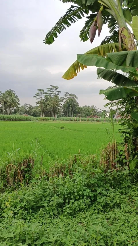 View of green rice fields in the afternoon Stock Footage 264832160