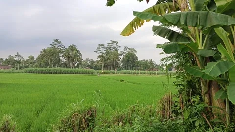 View of green rice fields in the afternoon Stock Footage 264832172