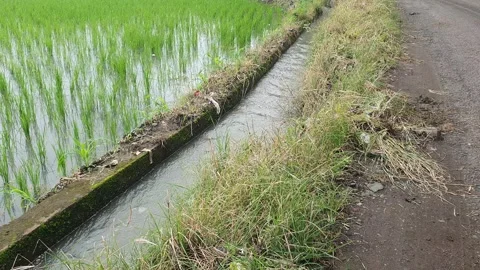 View of green rice fields and irrigation water flow Stock Footage 334789557