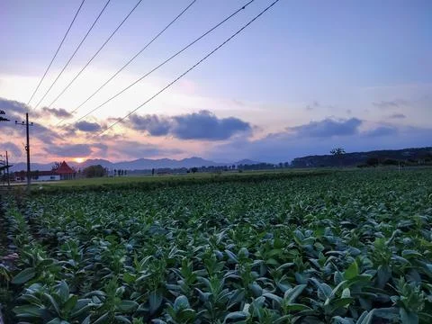 View of green rice fields and clear blue sky 스톡 사진