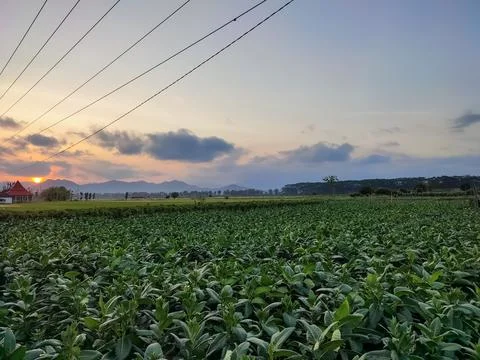 View of green rice fields and clear blue sky 스톡 사진