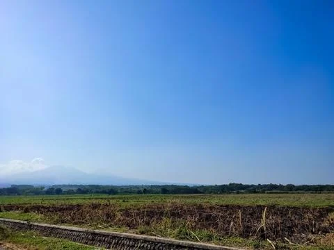 View of green rice fields and clear blue sky 스톡 사진