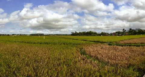 View of green rice fields and clear blue sky Stock Photos