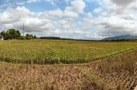 View of green rice fields and clear blue sky Stock Photos