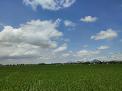 View of green rice fields and clear blue sky Stock Photos