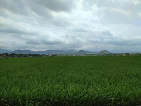 View of green rice fields and clear blue sky 스톡 사진