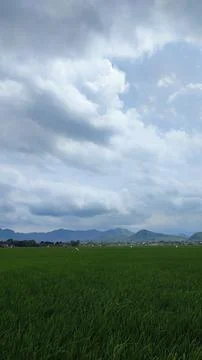 View of green rice fields and clear blue sky Stock Photos