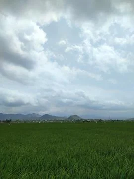 View of green rice fields and clear blue sky Stock Photos