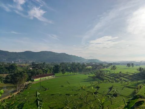 View of green rice fields with a background of mountains and blue sky Stock Photos
