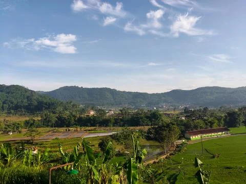 View of green rice fields with a background of mountains and blue sky Stock Photos