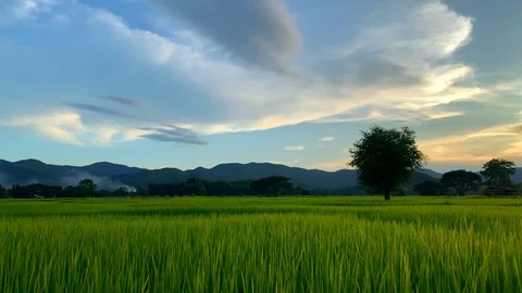 View of green rice fields with beautiful mountains and blue sky with cloud Stock Footage 115996894