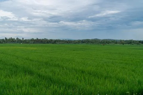 View of green rice fields with blue sky Stock Photos