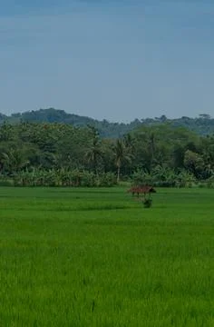 View of green rice fields with blue sky Stock Photos