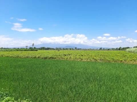 View of green rice fields with blue sky and white clouds Stock Photos