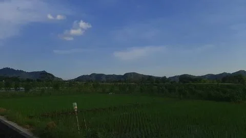 View of green rice fields with blue sky and white clouds Stock Photos