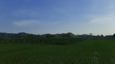 View of green rice fields with blue sky and white clouds Stock Photos