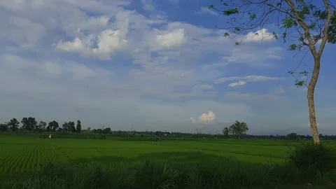 View of green rice fields with blue sky and white clouds Stock Photos