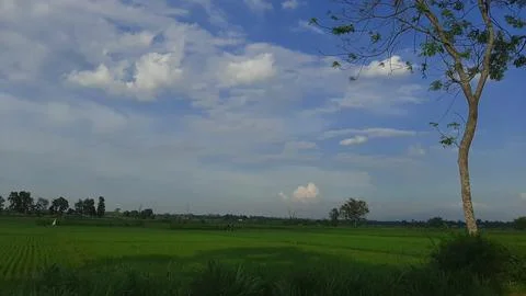View of green rice fields with blue sky and white clouds Фото